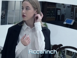 Accafinch