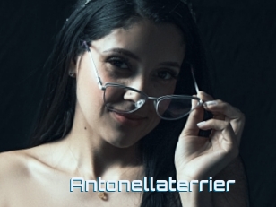 Antonellaterrier
