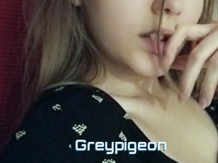 Greypigeon